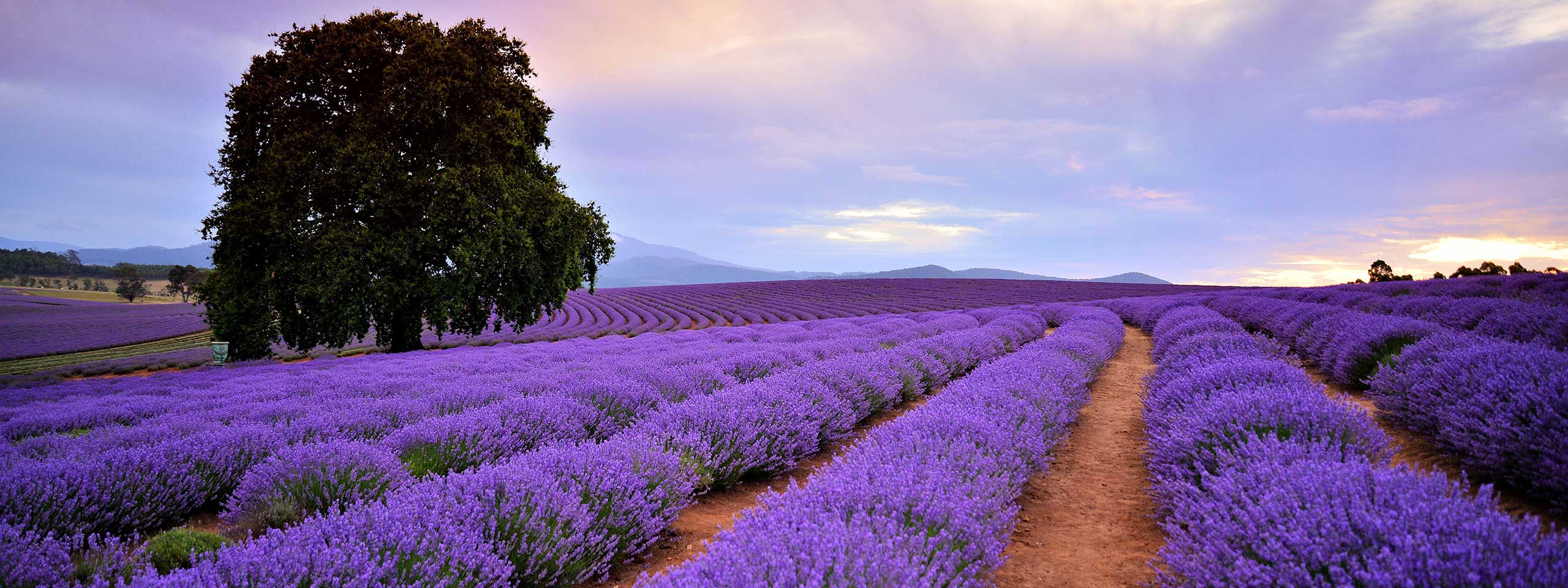 Bridestowe Lavender Fields