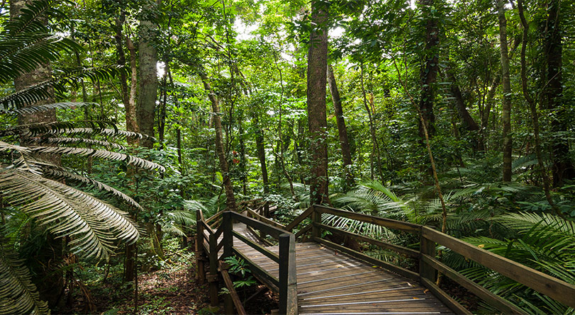 daintree rainforest boardwalk dwa preview