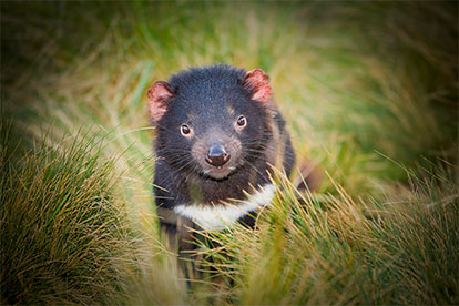 Tasmanian Devil Entry & 45min Tour