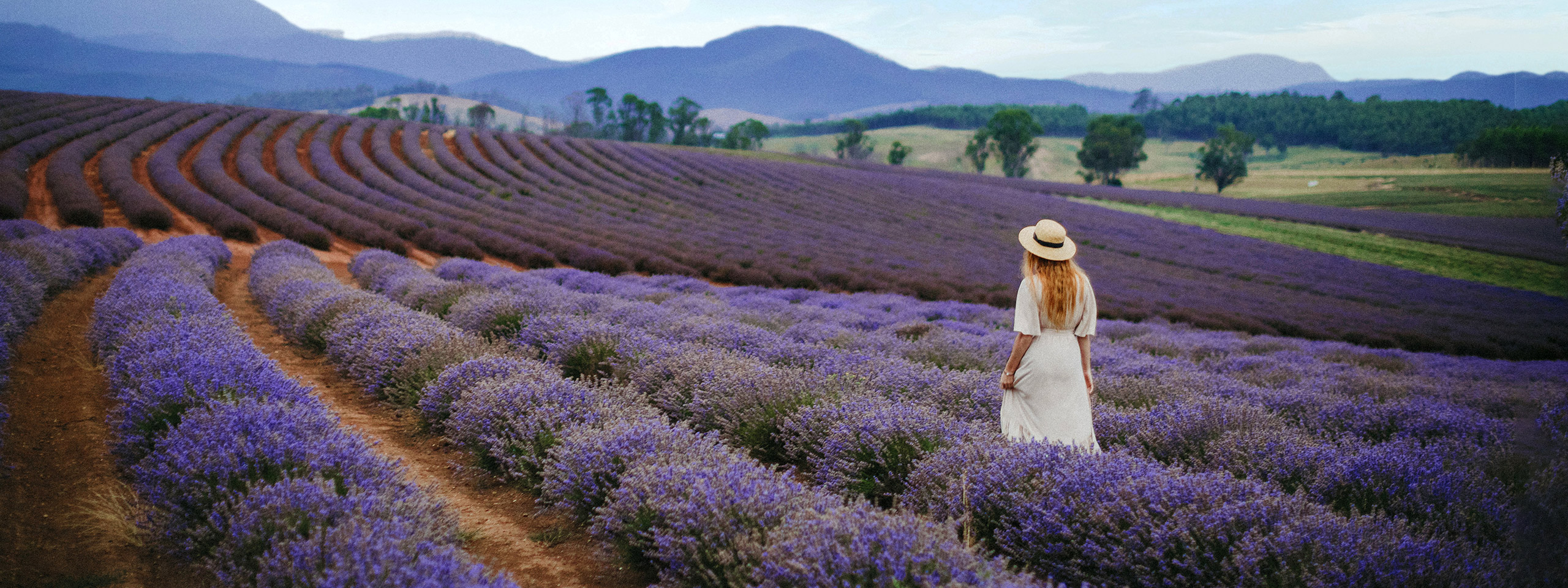 Bridestowe Lavender Estate