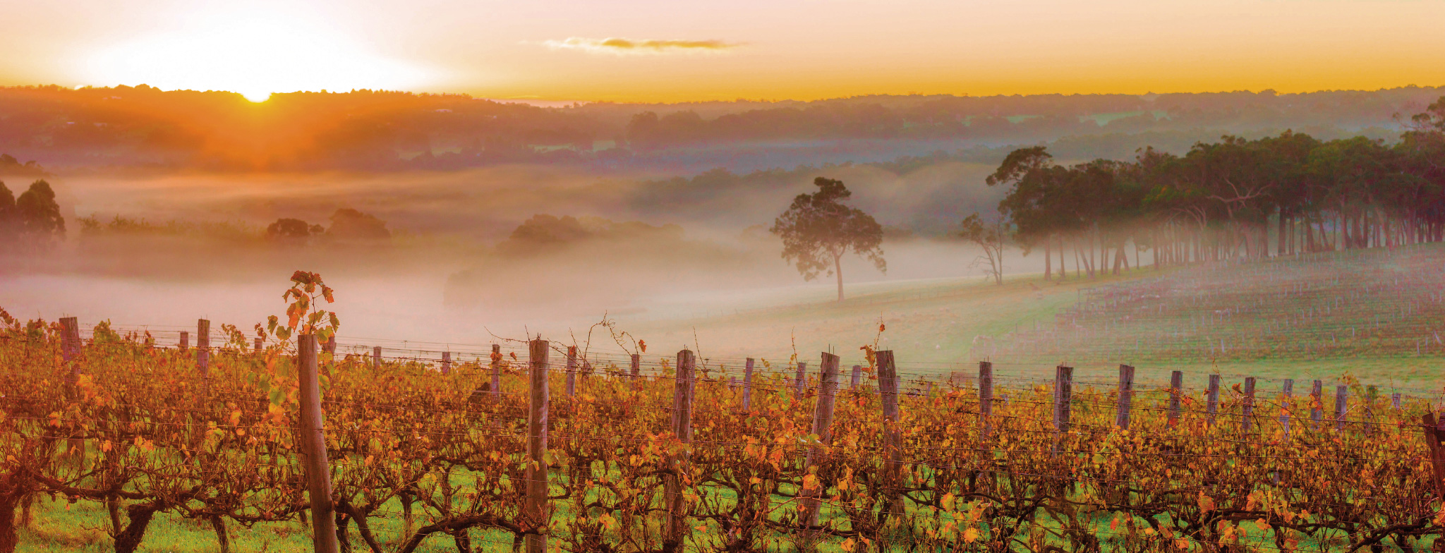 Margaret River Vineyards in Fog