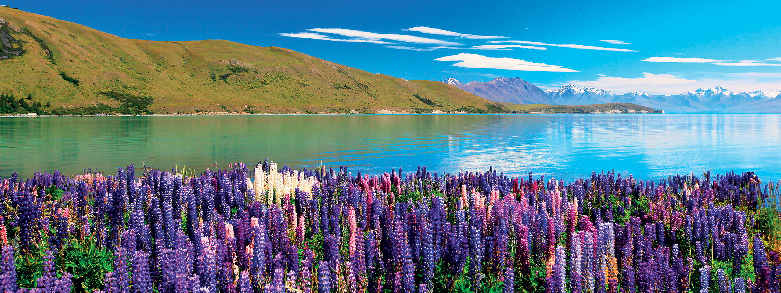 Lupins, Lake Tekapo