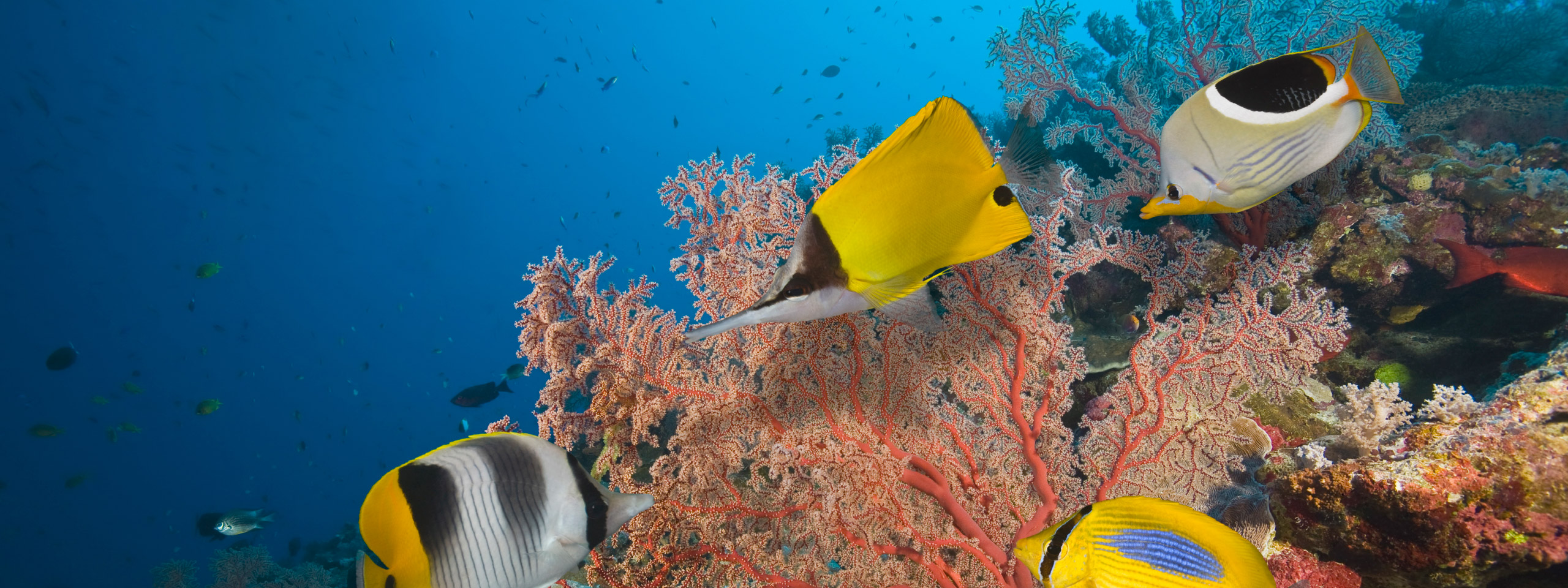 Great Barrier Reef