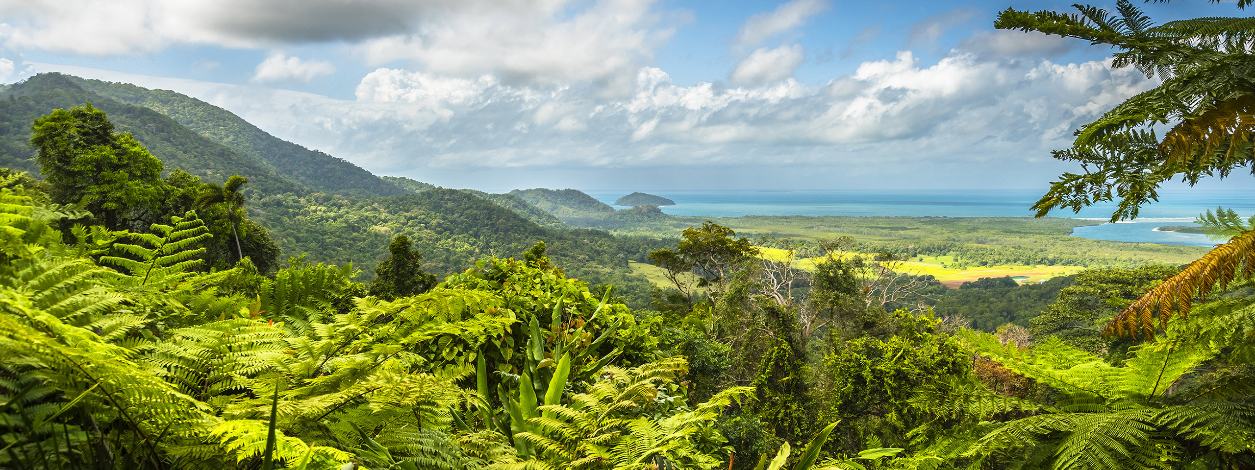 Daintree Rainforest