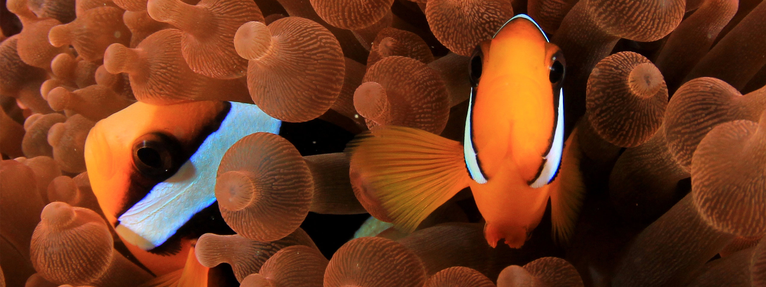 Clownfish, Great Barrier Reef