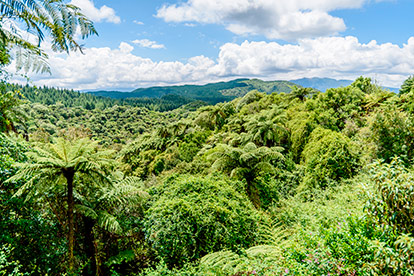 Canopy Tours - The Original Canopy Tour