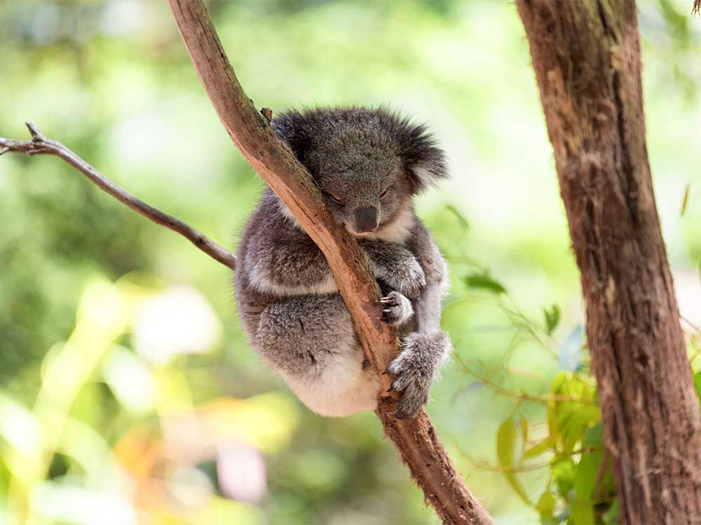 animal welfare ethical wildlife experiences - Koala