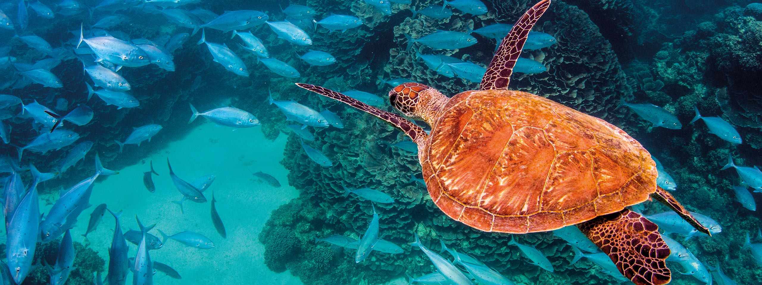 Ningaloo Reef