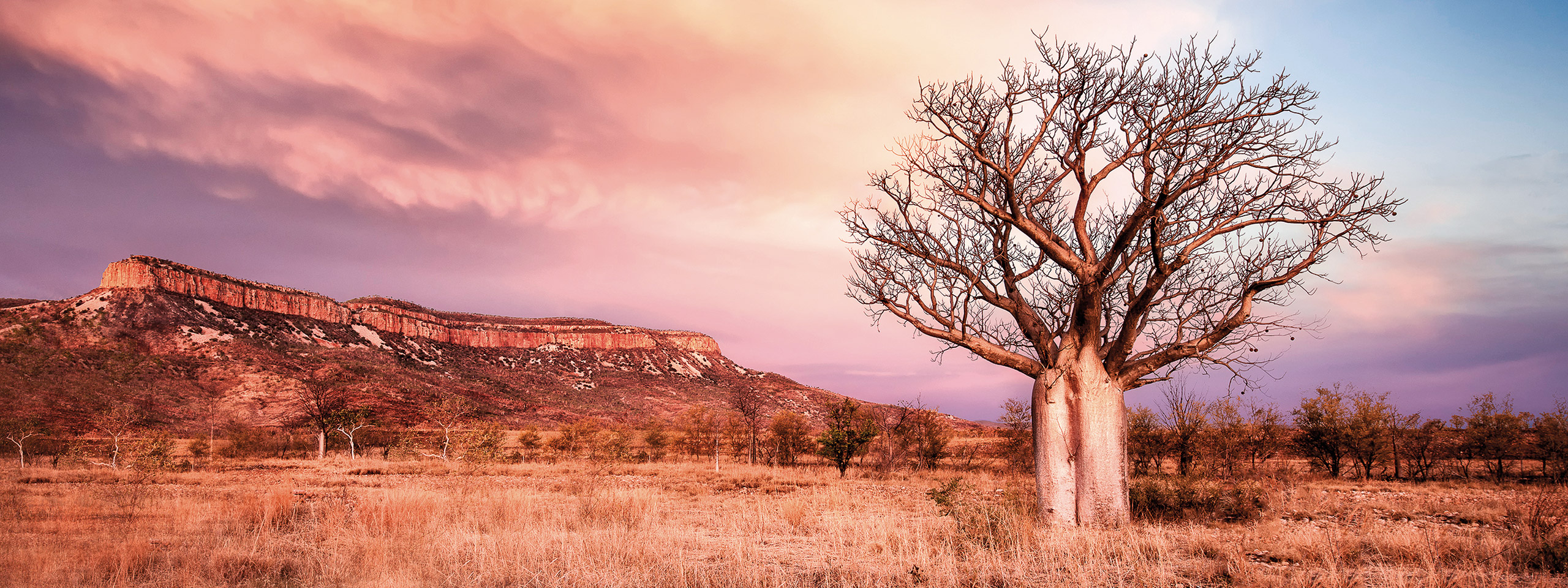 Boab Tree, Cockburn Ranges