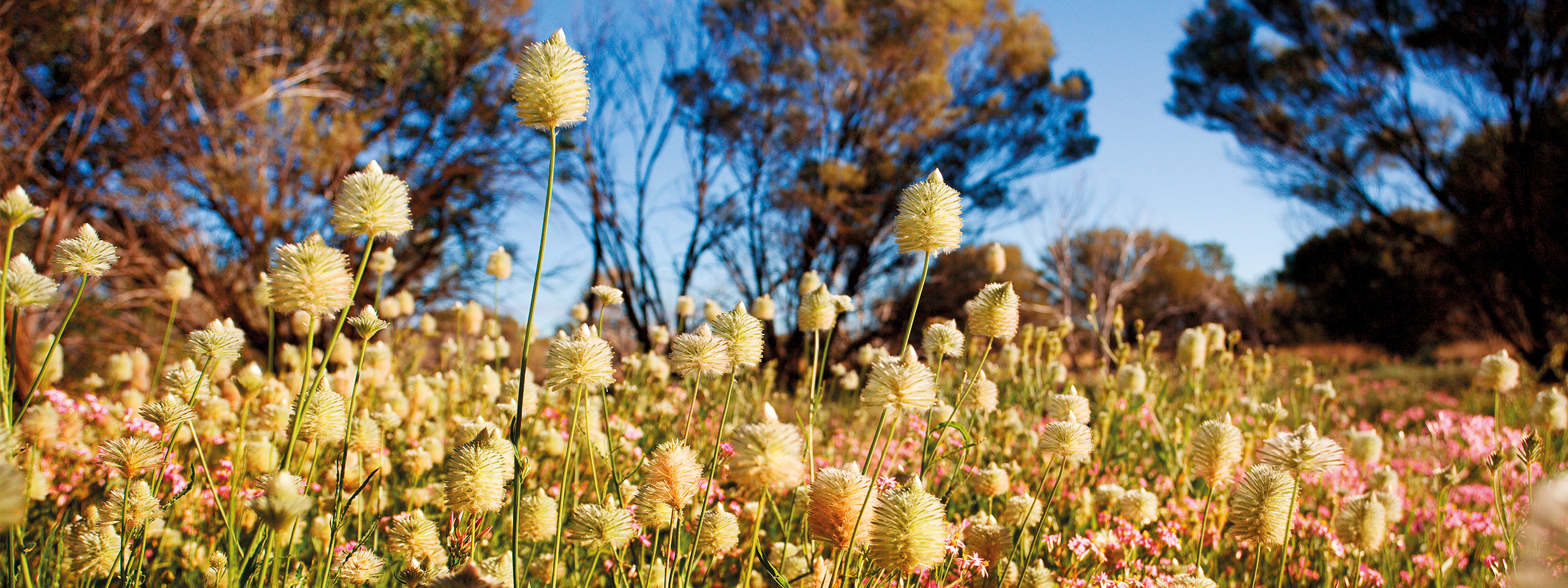 Kalbarri Wildflower