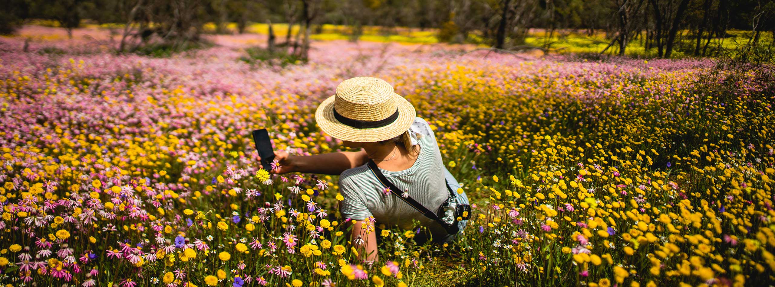 Western Australia Wildflowers (seasonal)