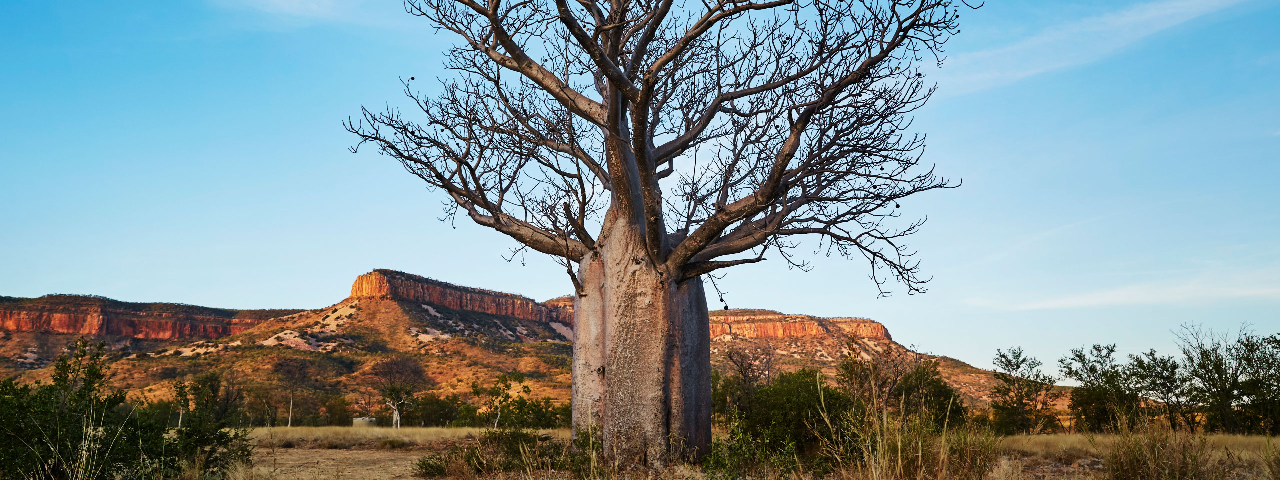 Boab Tree