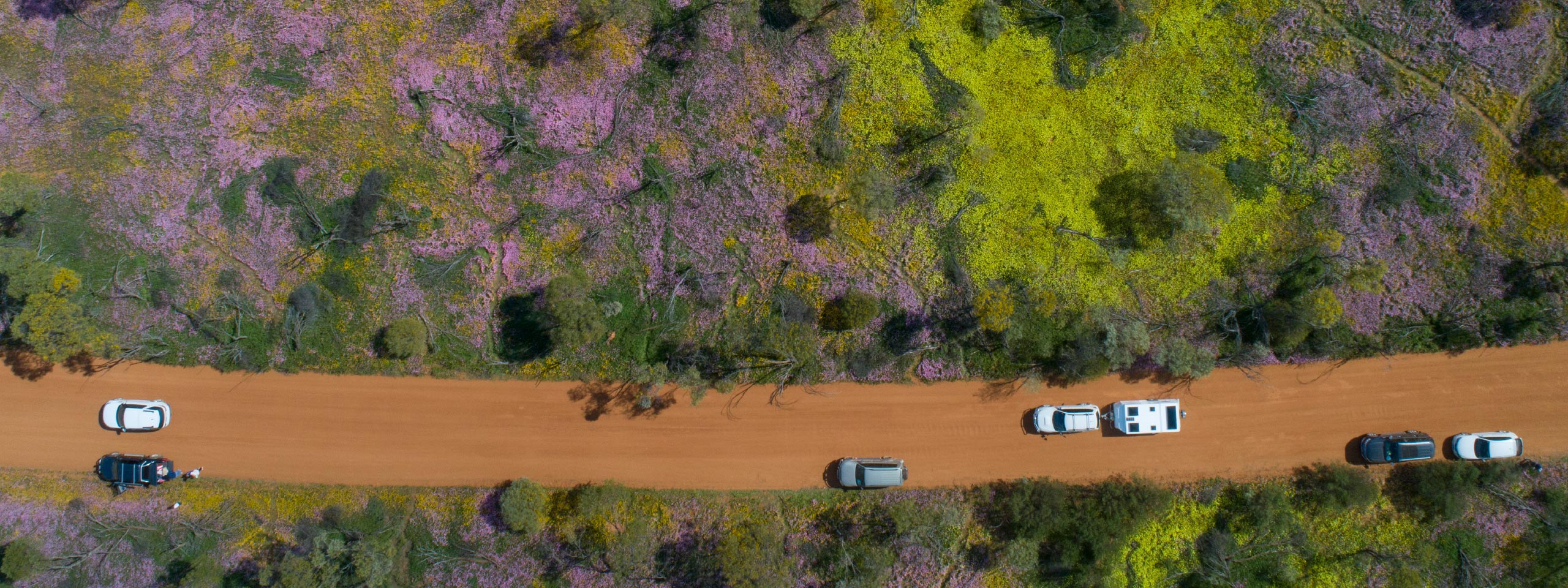 Wild flowers